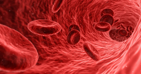Red blood cells circulating in the blood